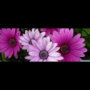 Meet your Posher, Colene